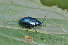 Attēlu rezultāti vaicājumam “Altica sp.”