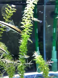 「水蘊草」的圖片搜尋結果