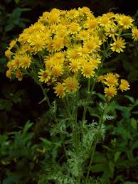 Attēlu rezultāti vaicājumam “Jacobaea vulgaris flower”