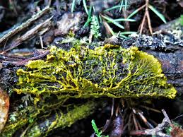 Attēlu rezultāti vaicājumam “Badhamia utricularis stalked”