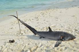 Image result for Alopias pelagicus