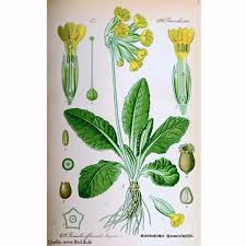 Image result for Primula veris