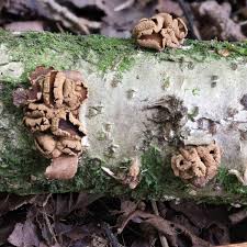 Attēlu rezultāti vaicājumam “Encoelia furfuracea”