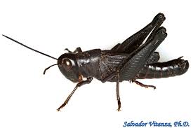 Attēlu rezultāti vaicājumam “Acrididae”