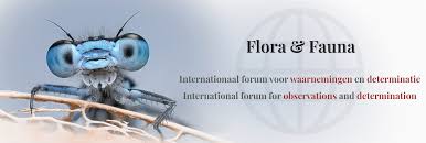 Attēlu rezultāti vaicājumam “Oedemera croceicollis”