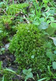 Attēlu rezultāti vaicājumam “Acaulon muticum”