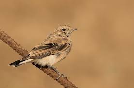 Image result for Oenanthe hispanica