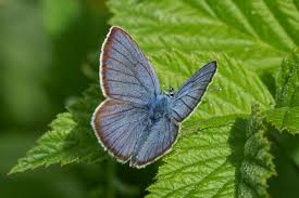 Attēlu rezultāti vaicājumam “Cyaniris semiargus male”