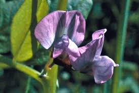 Attēlu rezultāti vaicājumam “Vicia sepium fruit”