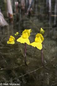 Attēlu rezultāti vaicājumam “Utricularia vulgaris flower”