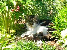 Image result for passivhaus schkortitz