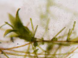 Attēlu rezultāti vaicājumam “Zygodon rupestris”