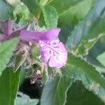 Attēlu rezultāti vaicājumam “Stachys palustris fruit”