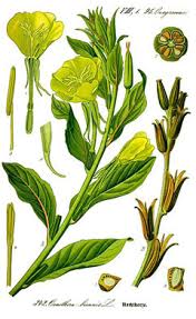 Attēlu rezultāti vaicājumam “Oenothera biennis fruit”