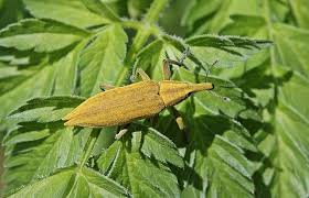 Attēlu rezultāti vaicājumam “Lixus iridis”