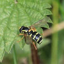 Attēlu rezultāti vaicājumam “Xanthogramma sp. male”