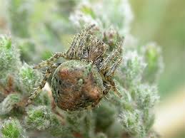 Attēlu rezultāti vaicājumam “Gibbaranea gibbosa”