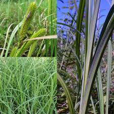 Attēlu rezultāti vaicājumam “Carex atherodes”