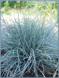 Attēlu rezultāti vaicājumam “Festuca ovina fruit”