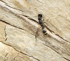 Attēlu rezultāti vaicājumam “Symmorphus sp.”