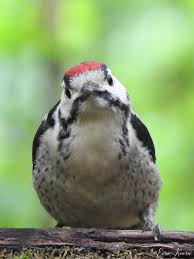Attēlu rezultāti vaicājumam “Dendrocopos major juvenile”