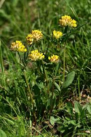 Image result for Anthyllis vulneraria