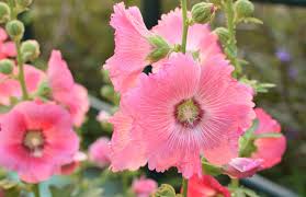 Attēlu rezultāti vaicājumam “Alcea rosea flower”