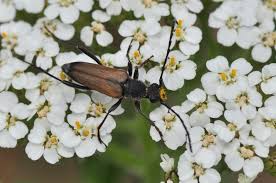 Attēlu rezultāti vaicājumam “Anastrangalia sanguinolenta”