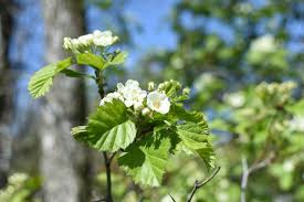 Attēlu rezultāti vaicājumam “Crataegus submollis flower”