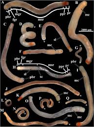Attēlu rezultāti vaicājumam “Amaurochaete fusiformis macro”