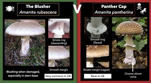 Attēlu rezultāti vaicājumam “Amanita rubescens”