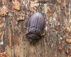 Attēlu rezultāti vaicājumam “Peltis grossa”