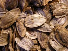 Attēlu rezultāti vaicājumam “Heracleum sosnowskyi fruit”