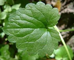 Attēlu rezultāti vaicājumam “Glechoma hederacea leaf”