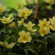 Attēlu rezultāti vaicājumam “Anemone x lipsiensis”