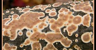 Attēlu rezultāti vaicājumam “Aleurodiscus amorphus”