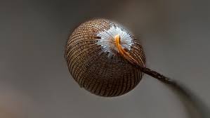 Attēlu rezultāti vaicājumam “Cribraria cancellata spores”