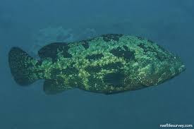 Image result for Epinephelus andersoni