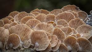 Attēlu rezultāti vaicājumam “Panellus stipticus”