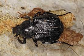 Attēlu rezultāti vaicājumam “Gnorimus variabilis”