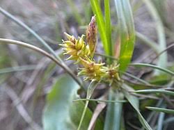 Attēlu rezultāti vaicājumam “Carex scandinavica”