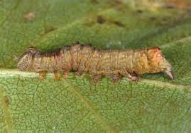 Attēlu rezultāti vaicājumam “Notodonta dromedarius”