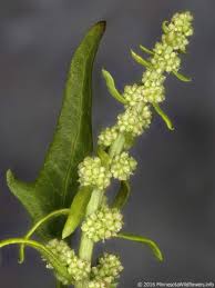 Attēlu rezultāti vaicājumam “Chenopodium rubrum leaf”