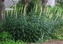 Image result for Digitalis lutea