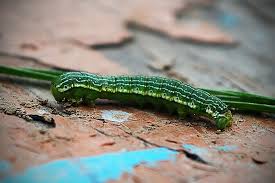 Attēlu rezultāti vaicājumam “Leucodonta bicoloria”