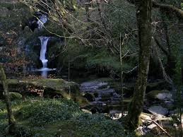 Attēlu rezultāti vaicājumam “Symphytocarpus impexus young”