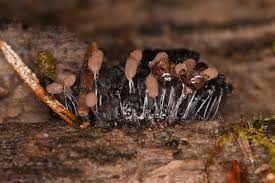 Attēlu rezultāti vaicājumam “Stemonitopsis typhina young”