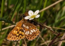 Attēlu rezultāti vaicājumam “Hamearis lucina”