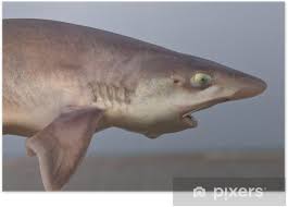 Image result for Mustelus mustelus