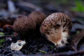 Attēlu rezultāti vaicājumam “Lycoperdon perlatum”